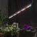 Б0049311 Светильник для растений, фитолампа светодиодная линейная ЭРА FITO-9W-T5-Ra90 полного спектра 9 Вт Т5