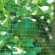 GFPN12-25 GFPN12-25 GREEN APPLE Сеть садовая 2*5м (12/384)
