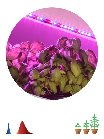 FITO-Strip Light-RB-2m Светодиодная лента для растений ЭРА FITO-Strip Light-RB-2m красно-синего спектра, 2 м, IP65 с адаптером 12V в комплекте